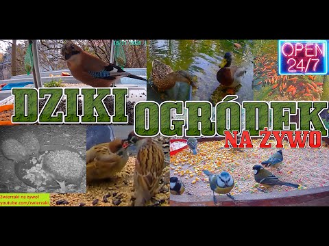 💚DZIKI OGRÓDEK - NA ŻYWO:  Ptaki, kaczki i wiewiórki | RELAKS