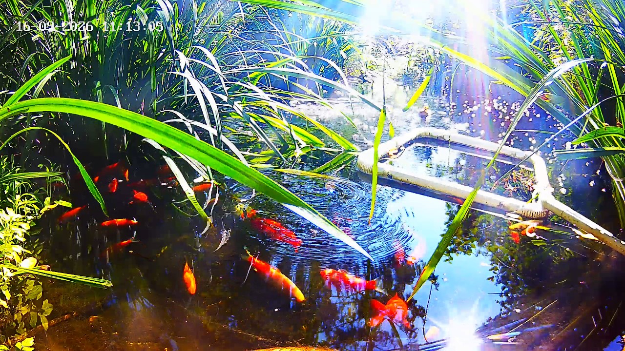 Live webcam view of Wild Garden Feeders & Pond Cam