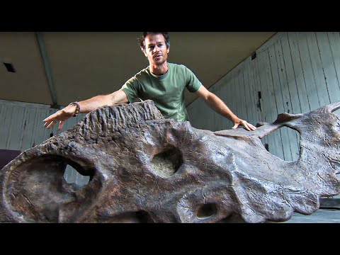 Le mystère des dinosaures à cornes