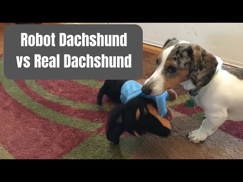 Robot Dachshund VS Real Dachshund - Dachshund Station
