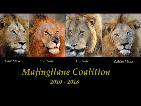 Majingilane Coalition 2010-2018