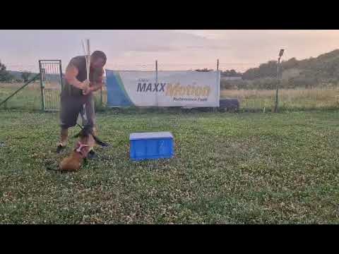 Belgian Malinois training in Romania with Ionut Mot and Giulia HouseholdTYM