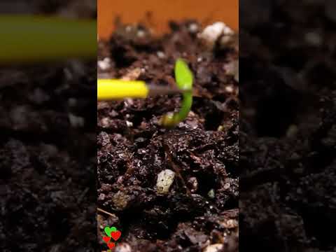 Como Plantar Pitaya: Guia Completo para Cultivar e Colher com Sucesso