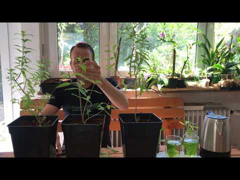 Tee-Verbenen Lippia citriodora - Zitronenverbene - Orangenverbene - Arg. Minzstrauch