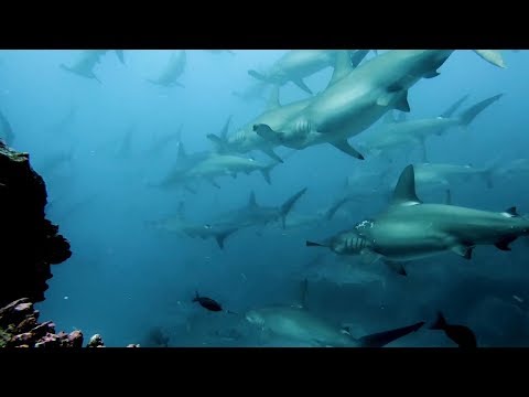 Hammerhead Sharks Get Stuck In Current
