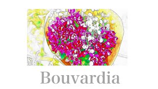Bouvardia / Mio + Ken【Prod  PJ INLAND】
