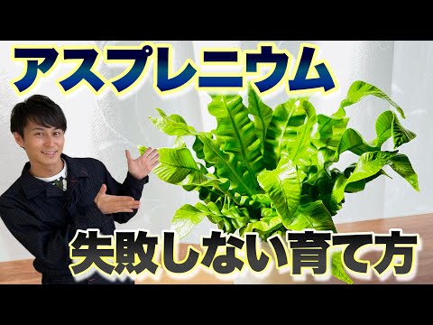 Asclepias curassavicaについて詳しく解説