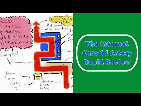 The Internal Carotid Artery Rapid Review