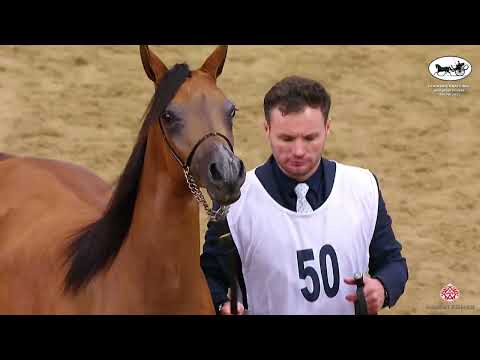 Doha International Arabian Horse Show 2023 - Classe 1C