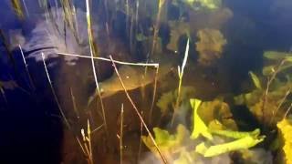 Monster Pike Loughgall country park Co Armagh - YouTube