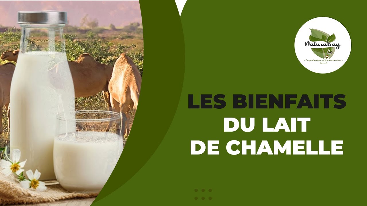 Les bienfaits incroyables du lait de chamelle 🥛🌟