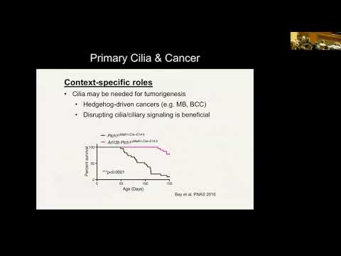 Understanding Primary Cilia: From Basic Biology to Cancer