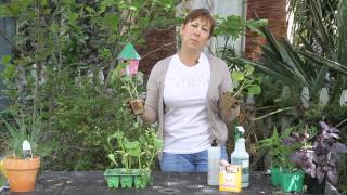 Homemade Remedy for Mildew on Cucumber Plants : Garden Space