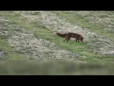 Renard chassant les campagnoles