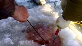 Ловля сазана на цимлянском водохранилище