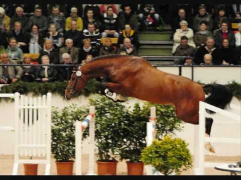 Dinken (Diarado x Cassini I)