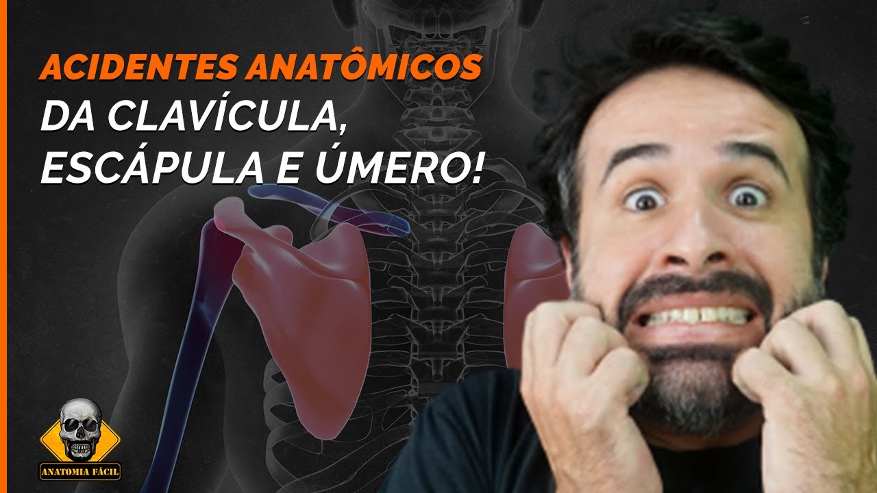 ACIDENTES ANATÔMICOS DA CLAVÍCULA, ESCÁPULA, ÚMERO!