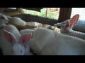 Raising New Zealand White Meat Rabbits From ...