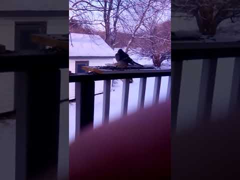 Pretty Bird Sleeping in the bird feeder