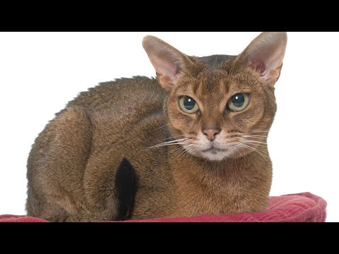 Abyssinian Cat Breed: Pros & Cons