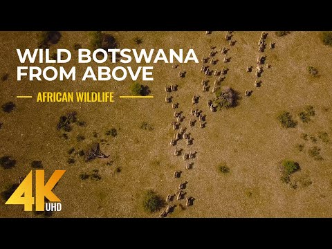 Incredible Aerial Footage of African Wildlife - Wild Botswana in 4K UHD (with Music)