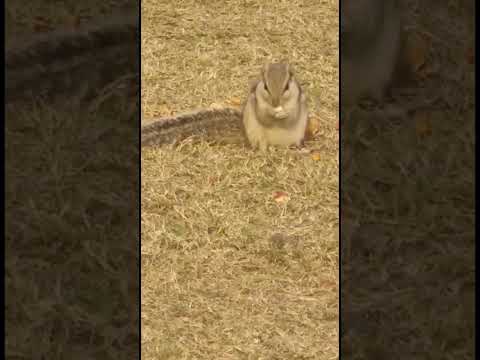 Squerrel with atishay 😂🍔👌🤩💋🥰🙋❣️🎯 #atishayworld  #youtubeshorts