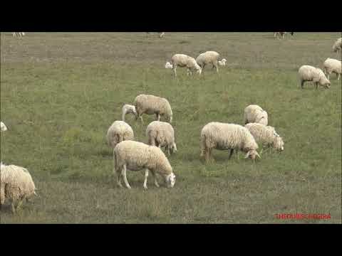 PECORE E AGNELLINI AL PASCOLO. DOM. 7 - 11 - 2021.