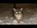 Gray Cute Cat Meows Loudly The Stray Cat Likes That I Pet Him