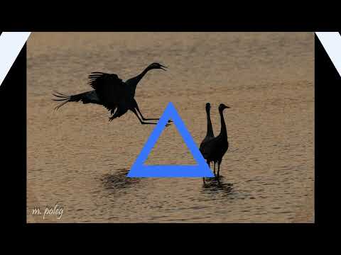 העגורים עפים מעל הכפר...  מתי מתי נוכל לעוף כמותם.....