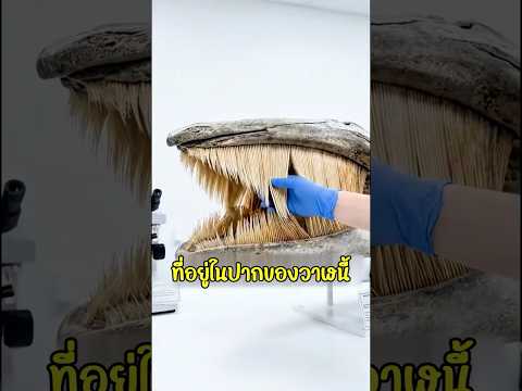 แผงขนขนาดใหญ่ในปากวาฬ มีไว้ทำไม?
