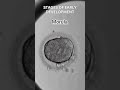 Early Development Of Human Cleavage Morula Blastulation