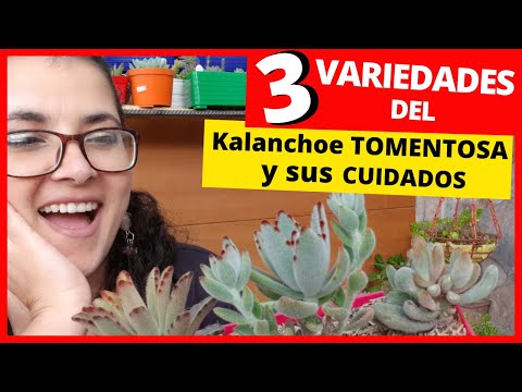 , title : 'Kalanchoe TOMENTOSA Cuidados y Reproducción'