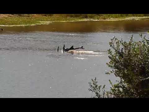 Djuma: Hippo playing with big branch in water - 09:00 - 03/16/21