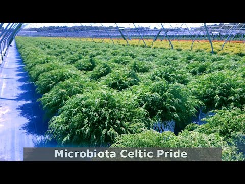 Microbiota Celtic Pride® (Siberian Cypress) / Tough, VERY Hardy, Beautiful Ground Covering Evergreen