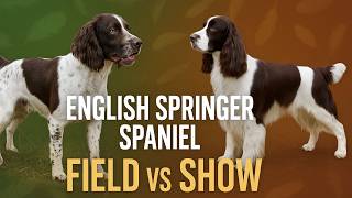 English Springer Spaniel Dog Breed Guide  Facts, Traits & Why They’re So Special