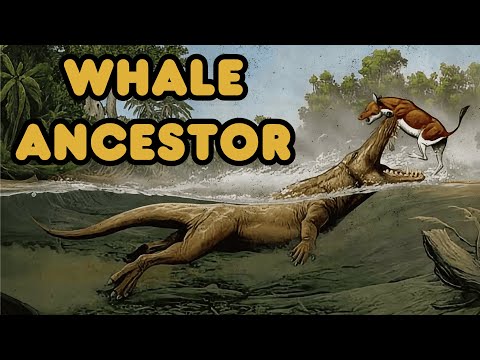 The Mystery Of The Ancestors Of Modern Whales | Extinct Animals Documentary