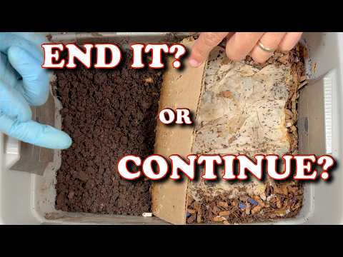 Worm Bin Migration Harvest Decision Time!  | Vermicompost Worm Farm