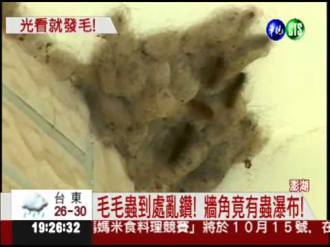 毛毛蟲入侵! 新大樓住戶嚇壞