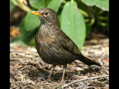 Joe Cocker - Bye Bye Blackbird