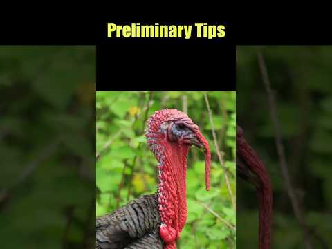 Turkey Decoy Tactics - Preliminary Tips