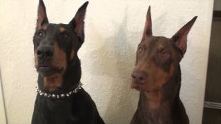 Doberman disappointment