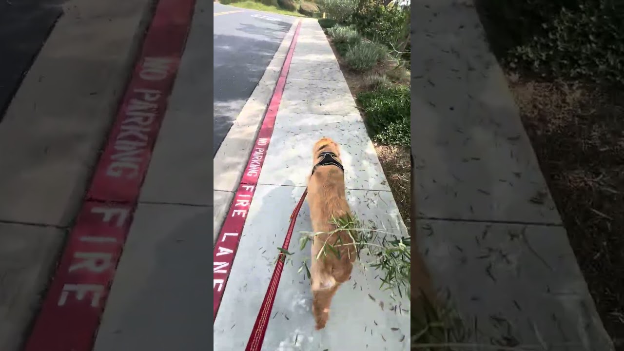 Enlarge Max the Golden Puppy, an adopted Golden Retriever in Los Angeles, CA video 6/6