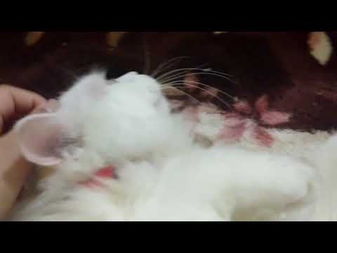 Kitty likes tummy rub