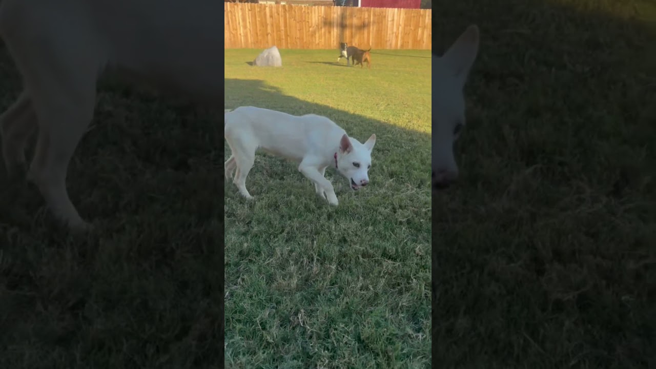 Enlarge Tammy, a Adoptable mixed breed in Chicago, IL video 6/6