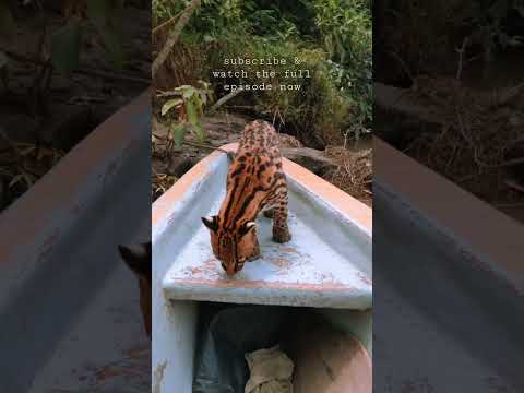 a beautiful wild ocelot came on to our boat #shorts