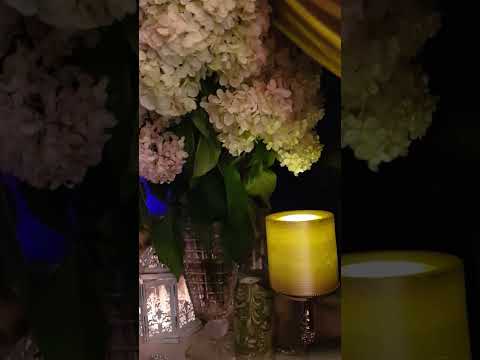 amor ludos,vita docet🍭