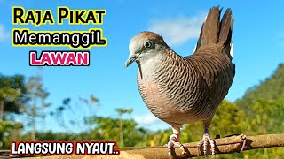 Download lagu Suara Burung Perkutut Lokal Gacor Ahlinya Mengundang Lawan mp3 Download lagu Suara Burung Perkutut Lokal Gacor Ahlinya Mengundang Lawan mp3