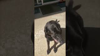 Biosafe puppy snack bal Video