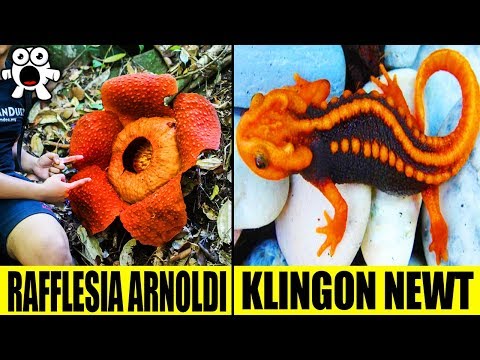 Top 10 Most Extraordinary Jungle Discoveries