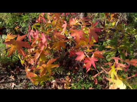 Autumn report from Beaumont NZ nursery 4 May 2023